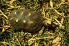 Tortoise