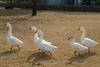 거위 행진, 중국거위 Anser cygnoides (Swan Geese)