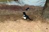 까치 Pica pica (Black-billed Magpie)