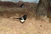 까치 Pica pica (Black-billed Magpie)