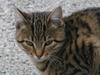Picture of a my cat
