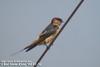 귀제비 Hirundo daurica / Cecropis daurica (Red-rumped Swallow)