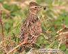 종다리 Alauda arvensis (Eurasian Skylark)