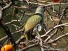 청딱다구리 Picus canus (Grey-headed Woodpecker)