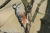 큰오색딱다구리 Dendrocopos leucotos (White-backed Woodpecker)