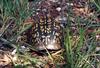 Eastern Box Turtle (Terrapene carolina)