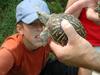 Eastern Box Turtle (Terrapene carolina)