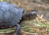 Eastern Box Turtle (Terrapene carolina)