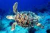 Hawksbill Sea Turtle (Eretmochelys imbricata)