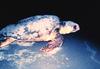 Loggerhead Sea Turtle (Caretta caretta)