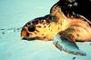 Loggerhead Sea Turtle (Caretta caretta)