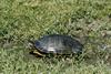 Painted Turtle (Chrysemys picta)