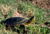 Western Painted Turtle (Chrysemys picta bellii)