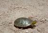 Western Painted Turtle (Chrysemys picta bellii)