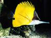 [Gallery CD01] Longnose Butterflyfish