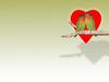 [Gallery CD01] Love Birds