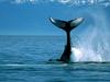 [Gallery CD01] Whale fluke, Majestic Descent