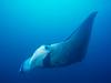 [Gallery CD01] Manta Ray, Yap, Micronesia