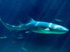 [Gallery CD01] Nurse Shark