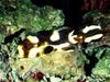 [Gallery CD01] Oriental Sweetlips