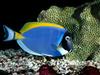 [Gallery CD01] Powder Blue Tang