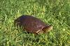 Big Bend Slider on grass (Trachemys gaigeae)