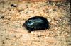 (Common) Eastern Mud Turtle (Kinosternon subrubrum)