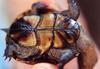 (Common) Eastern Mud Turtle (Kinosternon subrubrum)