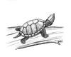 [Animal Art] (Common Musk Turtle) Stinkpot Turtle (Sternotherus odoratus)