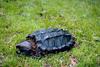 Alligator Snapping Turtle (Macrochelys temminckii)