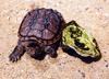 Common Snapping Turtle (Chelydra serpentina)