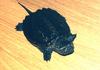 Common Snapping Turtle (Chelydra serpentina)