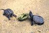 Alligator Snapping Turtle juveniles (Macrochelys temminckii)