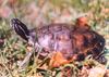 Eastern Redbelly Turtle (Pseudemys rubriventris rubriventris)