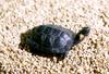 Bog Turtle (Clemmys muhlenbergii)