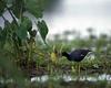 (Common) Hawaiian Moorhen (Gallinula chloropus sandvicensis)