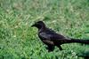 Great-tailed Grackle (Quiscalus mexicanus)