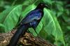 Great-tailed Grackle (Quiscalus mexicanus)