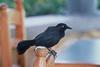 Greater Antillean Grackle (Quiscalus niger)