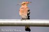 후투티 Upupa epops (Hoopoe)