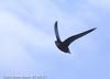 바늘꼬리칼새 Hirundapus caudacutus (White-throated Needletail)