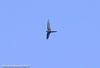 칼새 Apus pacificus (Fork-tailed Swift)