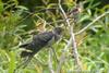 벙어리뻐꾸기 Cuculus saturatus (Oriental Cuckoo)