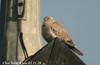 염주비둘기 Streptopelia decaocto (Collared Dove)