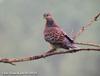 멧비둘기 Streptopelia orientalis (Oriental Turtle Dove)