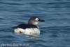 흰눈썹바다오리 Cepphus carbo (Spectacled Guillemot)