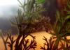 Sea Horse