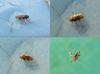 rare fly?