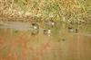 쇠오리 Anas crecca crecca (Common Teals)