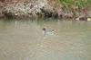 쇠오리 Anas crecca crecca (Common Teal)